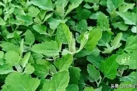东北农村“常吃”的6大野菜，炒着吃、蘸酱吃，农村孩子都吃过图片
