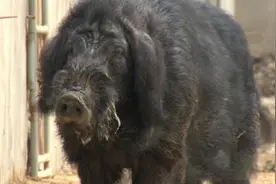 2009年，男子花6万买瘸腿病猪当宝贝养，8年后病猪帮他年入3000万图片