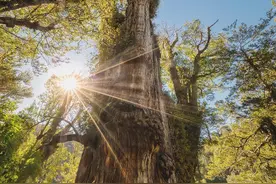 这也太不可思议了！一棵树居然活了5484岁，要是人会怎样？图片