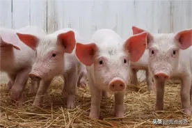 河南亮点集团|夏季高温猪患血虫病怎么办？一招教你如何解决图片