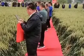 真是滑天下之大稽：观摩会走红地毯。这些专家给袁老提鞋都不配图片