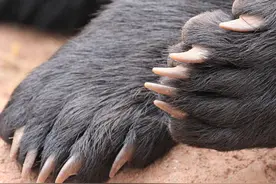 为啥熊身上那么多可以吃的肉，偏偏就熊掌这道菜出了大名了？图片