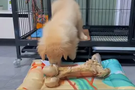 金毛收到超大磨牙棒很开心，连睡觉都搂怀里：快乐就是这么简单图片