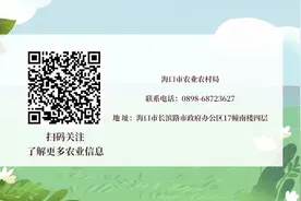 农业科普｜猪肉质量安全“三个知识点”图片