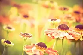 这几个星座，性格活泼，情商不低，财运旺盛，幸福快乐图片