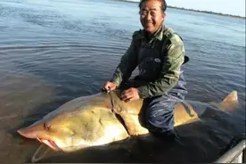 鱼的寿命有多久？为何很少有人见过鱼老死？图片