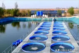 圆桶养鱼真的能赚钱吗？年利润48万，水产养殖助力乡村产业振兴图片