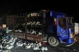 柳州往南宁高速公路上货车与小客车碰撞 货车上部分鸭子掉落路面遭碾压图片