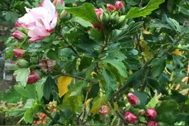 刚买的木槿盆栽怎么养，如何保证更大的开花量？图片