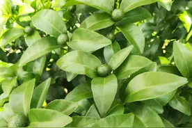 6月柑橘技术管理要点，稳果、膨果、病虫害防治等关键阶段图片