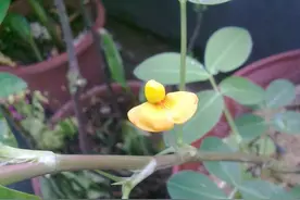 花生如何促花促果？只要掌握这两方面，开花多下针容易产量高图片