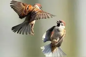 《动物集：麻雀》图片