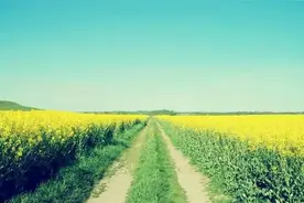 吃亏的老实人图片