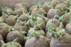 农村种植土豆，种子留头去尾，土豆长得壮产量高图片