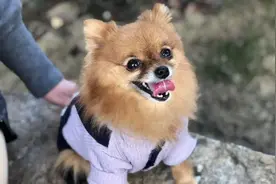 为何“博美”弃养率这么高？原来是这6点很遭人嫌图片