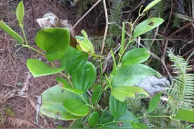 山上这种植物，浑身是刺，民间俗称“祛湿王”，用处多，价值高图片