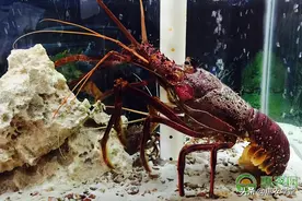 2022澳洲龙虾多少钱一斤？图片