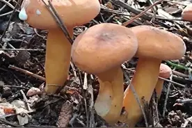 识别野生菌有毒无毒方法，你知道几种图片