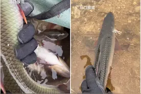 半斤一条！男子钓获许多大马口鱼，竟直接放生，网友：不好吃？图片