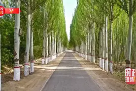 时政现场说丨四十五年治沙 见证荒漠变绿洲图片