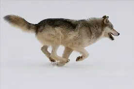 一名成年男性手持铁棍，能否斗过一只狼？图片