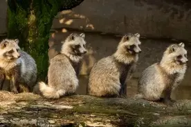 二级保护动物现身上海，在小区绿化带中安家落户，专家：不是好事图片