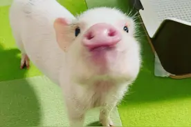 日本铲屎官养了只迷你猪，如今给小婴儿当保姆！这粉嫩画风超治愈图片