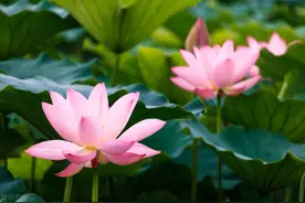 荷花有什么特性？怎样栽培？图片