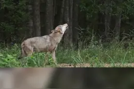 狼——食物链上层掠食者图片