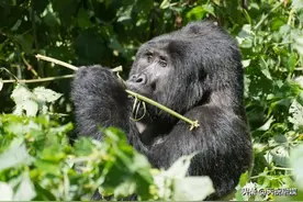 人类身体为什么不长毛？原因竟然是这个！图片