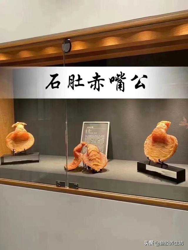大口鳘鱼胶的功效 2026年大口鱼胶是什么 大口鳘鱼胶的功效 2026年大口鱼胶是什么