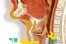 每日一学：食管解剖，食管在前还是气管在前？图片