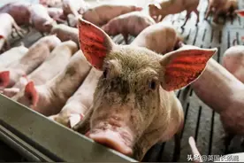 英国猪肉腥到无法入口？快来看看怎么解决！图片