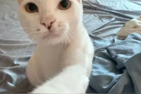 不想养猫请把猫还我，为什么要虐待图片