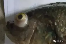 鱼类眼科病——鱼类鼓眼病与鱼复口吸虫病、白内障病及其研究渊源图片