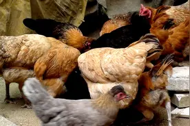 针对滑液囊支原体，有效药物及配方有哪些？（机密版）图片