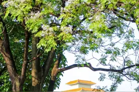 贵港人的青春回忆！今天，让所有人知道“我爱你”图片