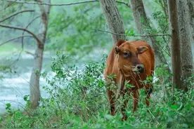 民间故事：母牛的报恩与报复，得失只在一念之间图片