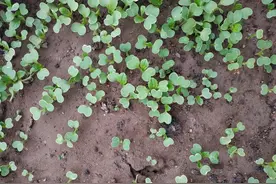 萝卜到底能不能移栽？什么时候移栽最好？还是先学一学吧图片