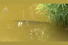 昆明又有小区发现鳄雀鳝！这回钓鱼高手出动图片