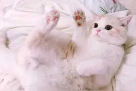 通常老人养的猫咪会更乖，你考虑过这是为什么吗？图片