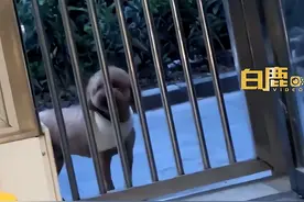 泰迪绝育3年后仍跑到宠物店门口“叫嚣”，店主：它很记仇，每天都来“骂”我们，一天最少来3次图片