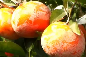 台湾省茂谷柑37一斤，被截胡后销量锐减，柑橘卖不出去有多惨？图片