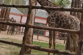 郑州动物园一日游图片