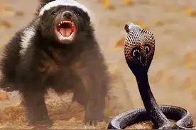 战斗机“平头哥”，与7米长的巨蟒大战，谁更胜一筹？图片