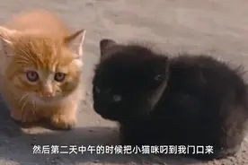 （视频）@太原人！女孩救活中毒母猫，隔天收获3只小奶猫：全养了图片