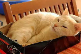 “主人，你不要我了吗？”，猫咪觉得你不要它的瞬间图片