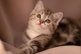 了解这几种驱虫药，让你比宠物医生更专业！还不快收藏图片