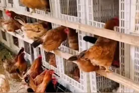 农村养殖赚钱方法，用水果筐制作鸡窝，省时省力省地又干净图片