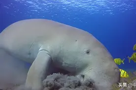 不可持续的人类活动正在毁灭海洋生物|IUCN濒危物种红色名录更新图片